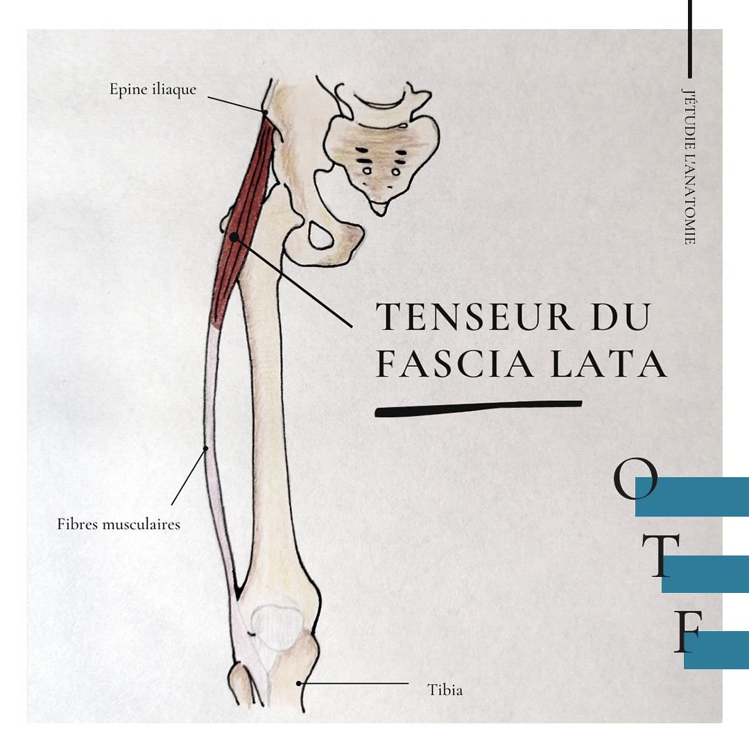 Tenseur du fascia lata - the expression