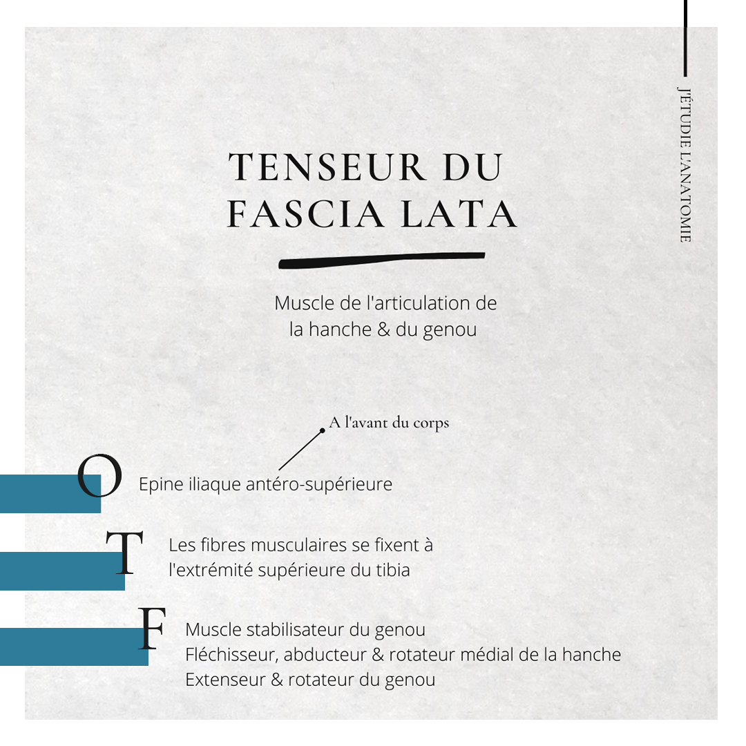 Tenseur du fascia lata - the expression