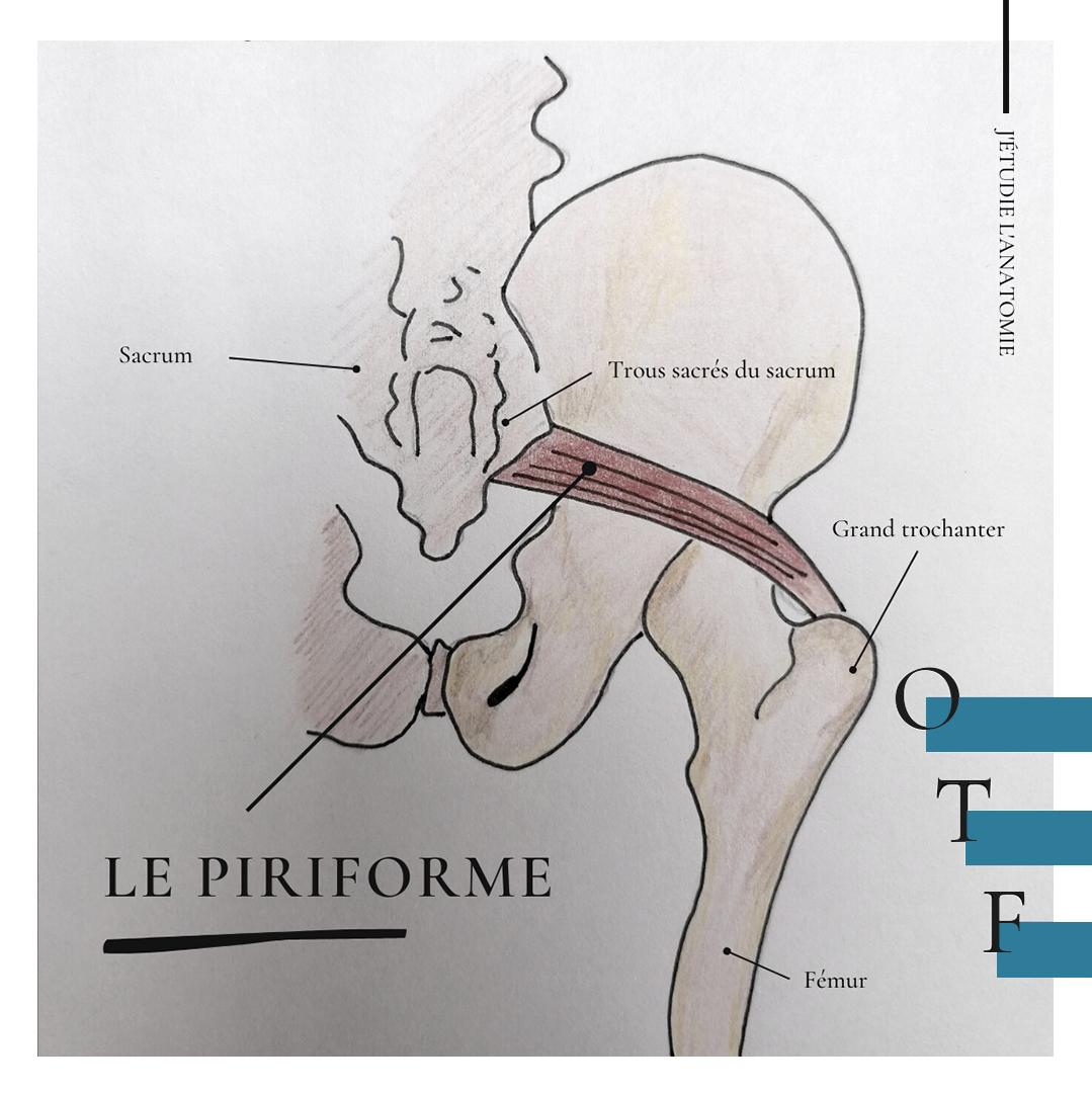 Le piriforme - the expression