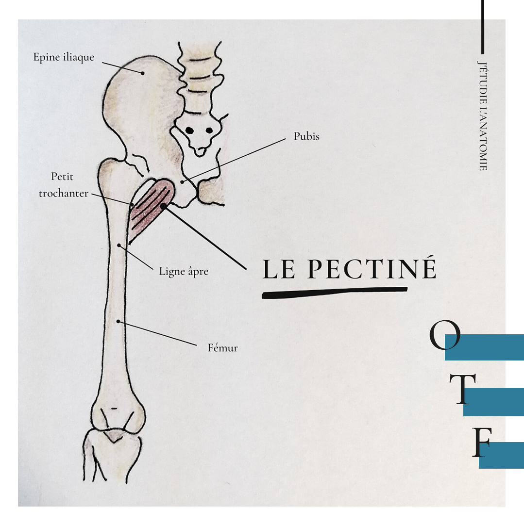 Le pectiné - the expression