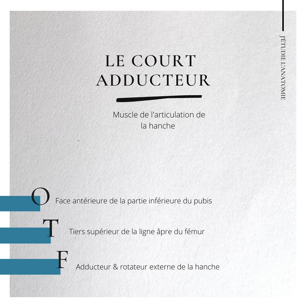 le court adducteur - the expression