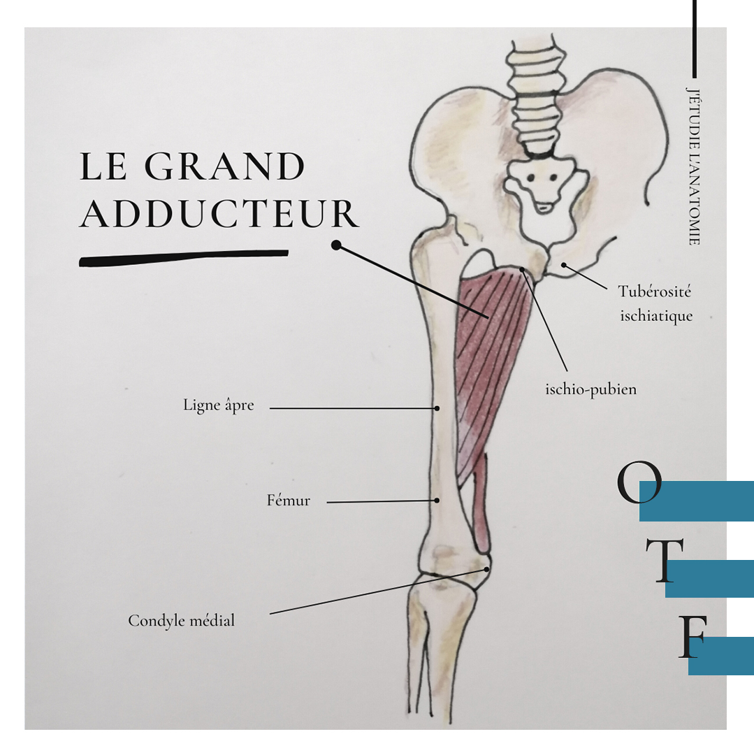 le grand adducteur - the expression