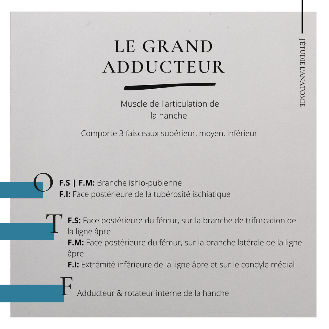 le grand adducteur - the expression
