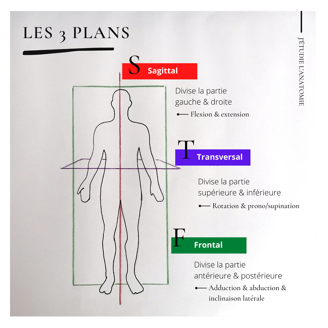 3 plans anatomiques - the expression