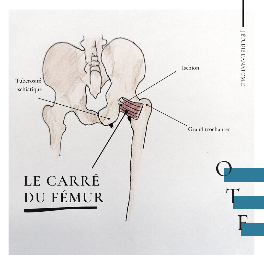 le carré du fémur - the expression
