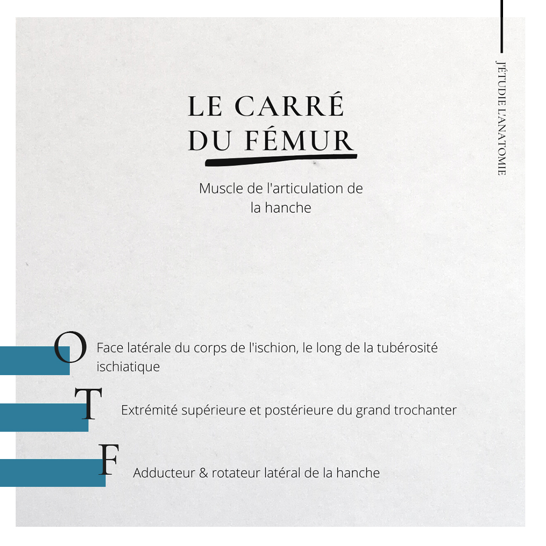 le carré du fémur - the expression