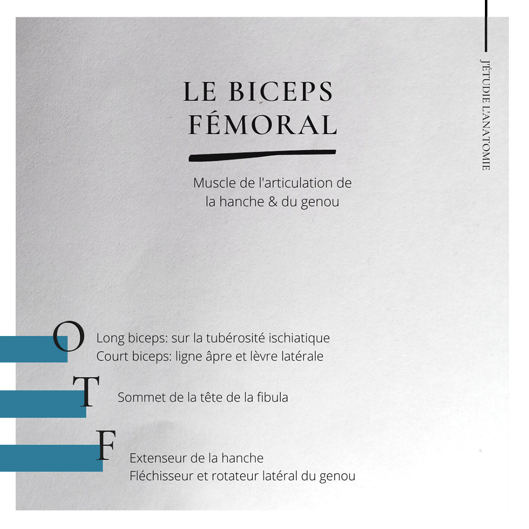 Le biceps fémoral - the expression
