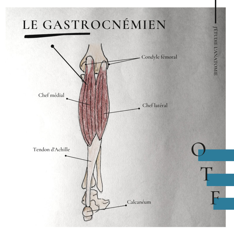 Le gastrocnémien