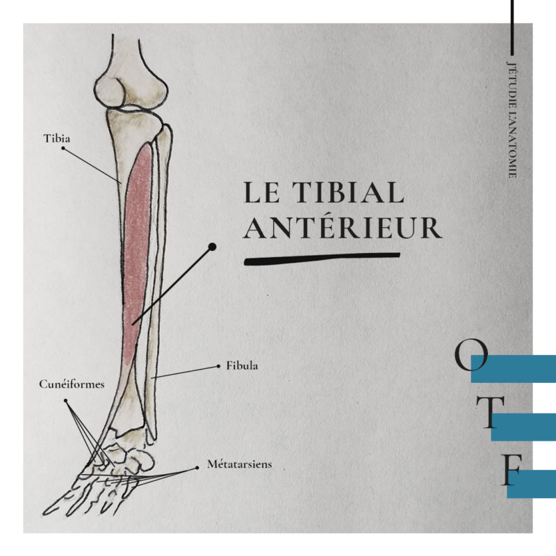 Le tibial antérieur