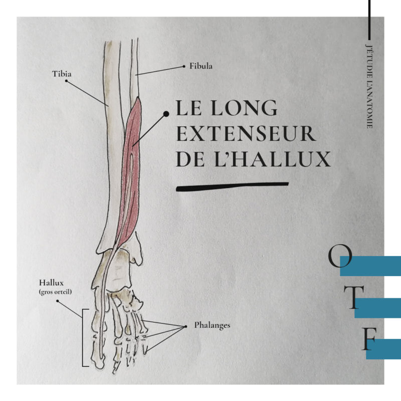 Le long extenseur de l’hallux