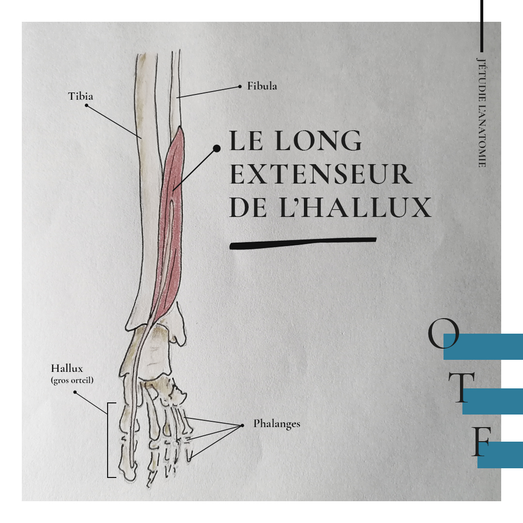 Le long extenseur de l'hallux - the expression
