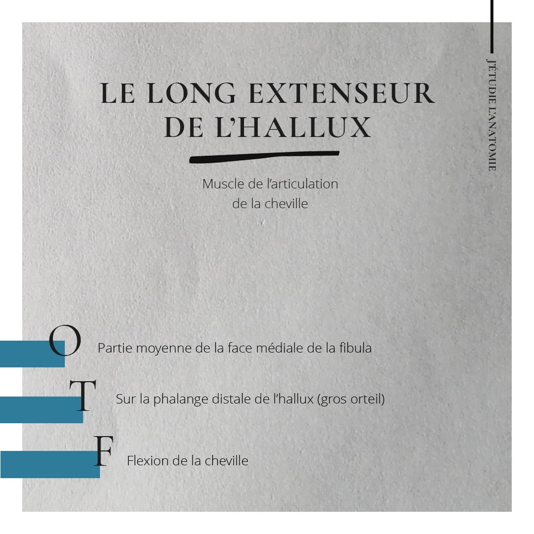 Le long extenseur de l'hallux - the expression