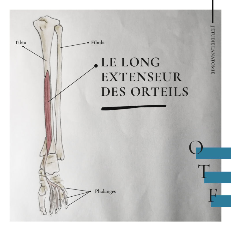 Le long extenseur des orteils