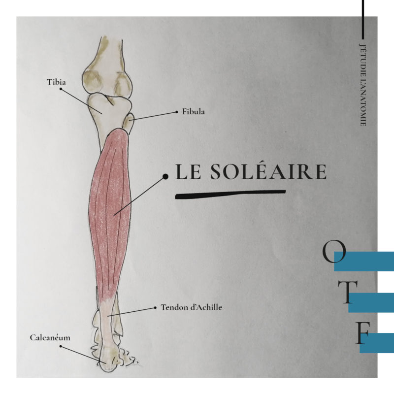 Le soléaire