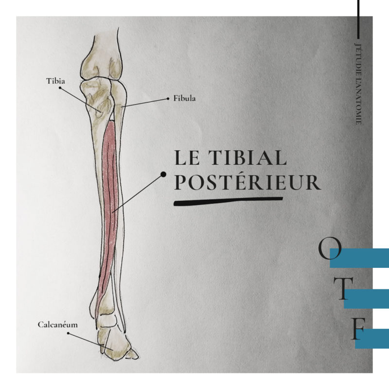 Le tibial postérieur