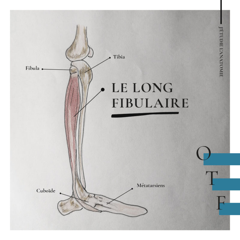 Le long fibulaire