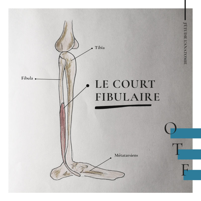 Le court fibulaire