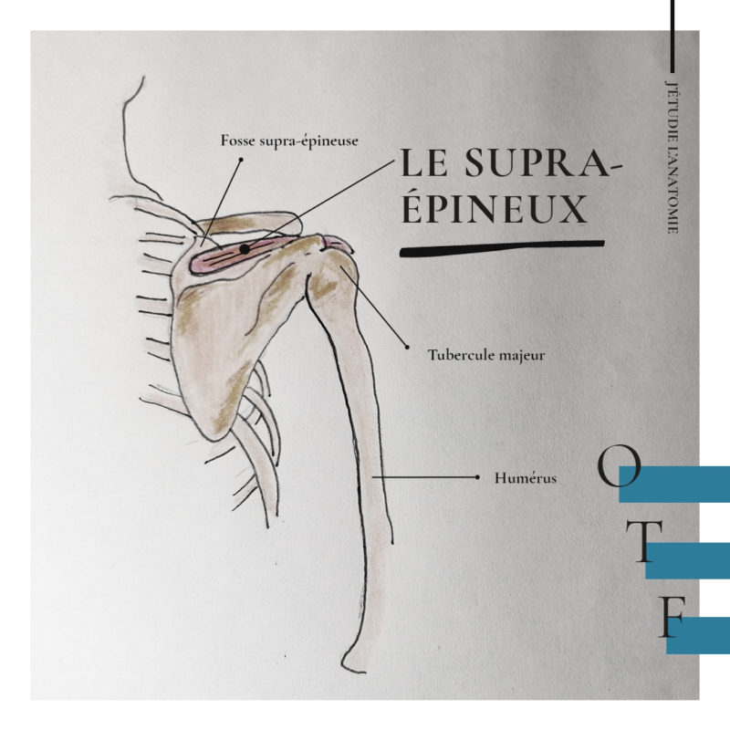 Le supra-épineux