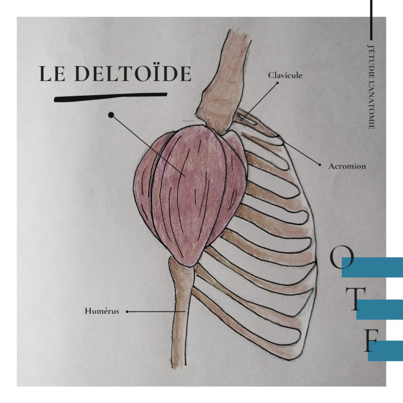 Le deltoïde