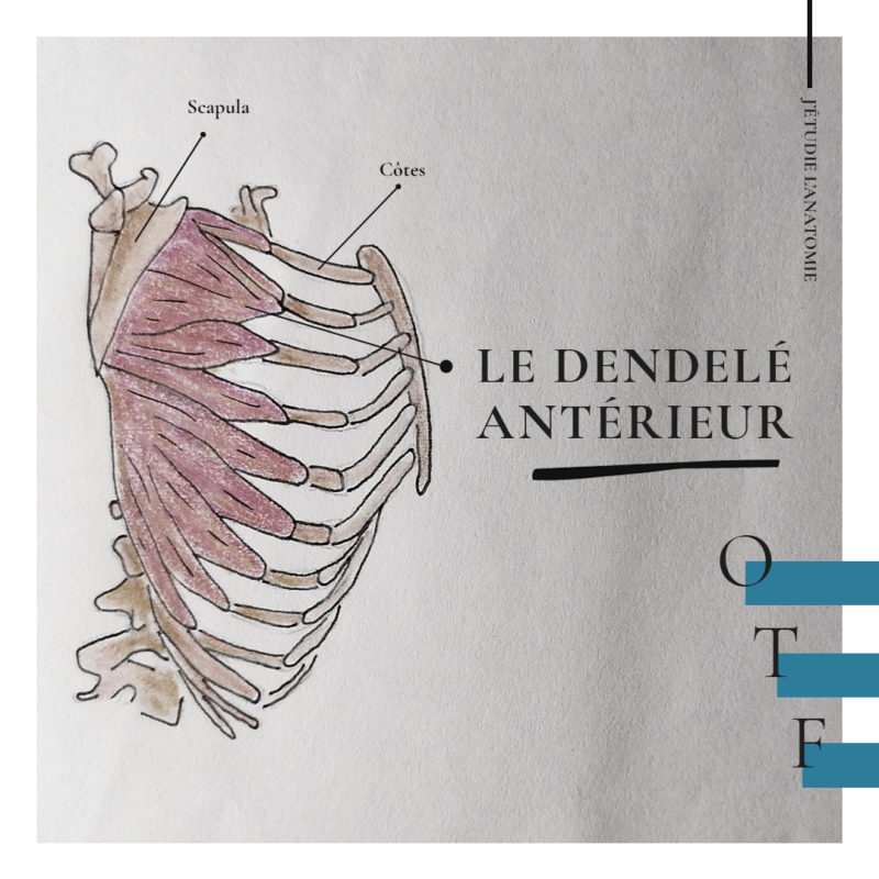 Le dentelé antérieur