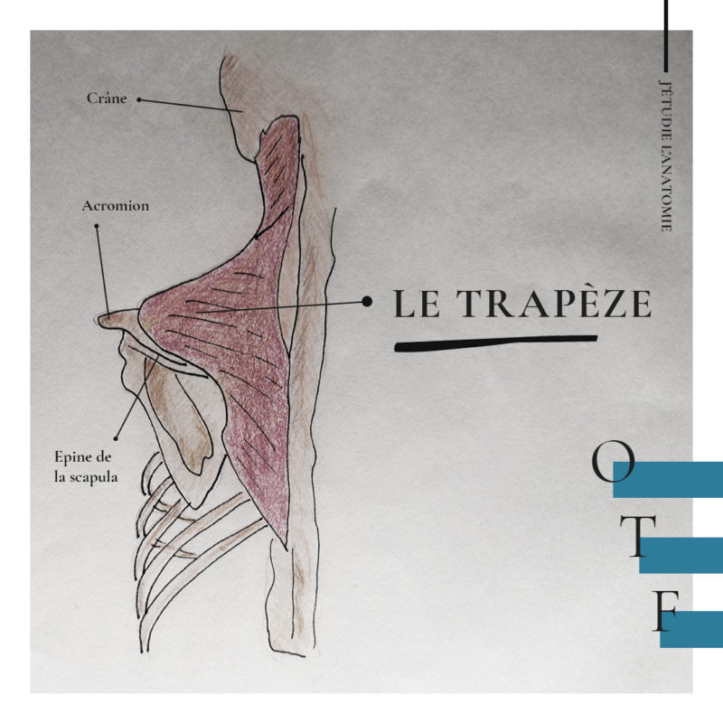 Le trapèze