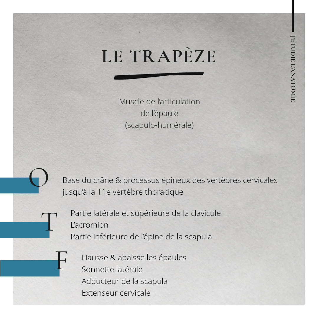 Le trapèze - the expression Le trapèze - the expression