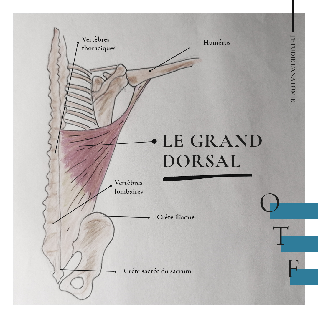 Le grand dorsal - the expression