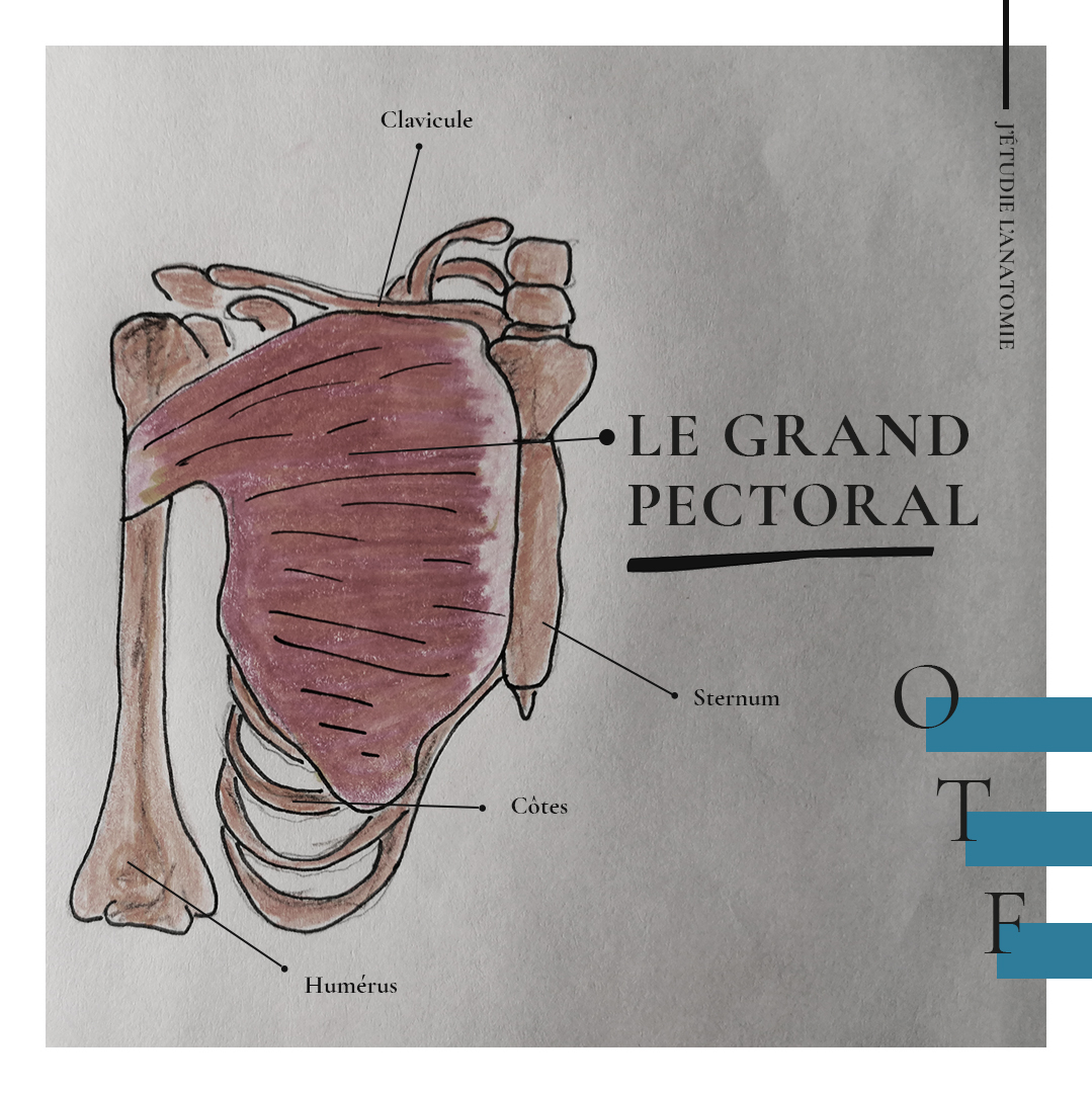 Le grand pectoral - the expression