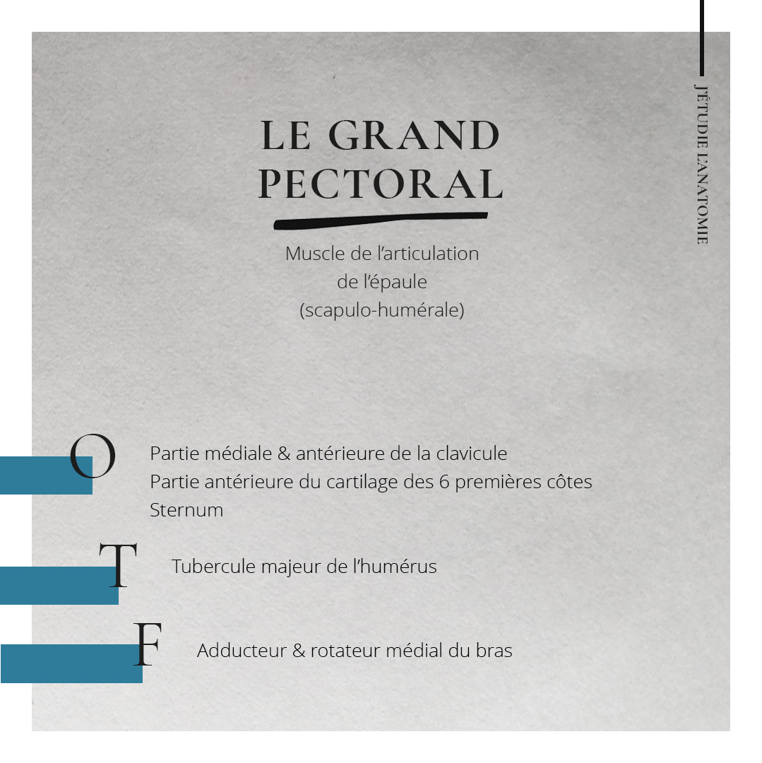 Le grand pectoral - the expression