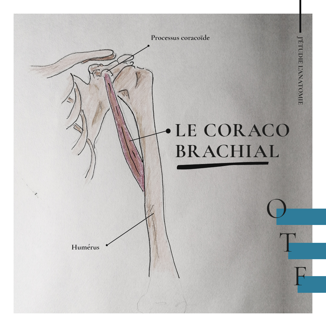 Le coraco-brachial - the expression