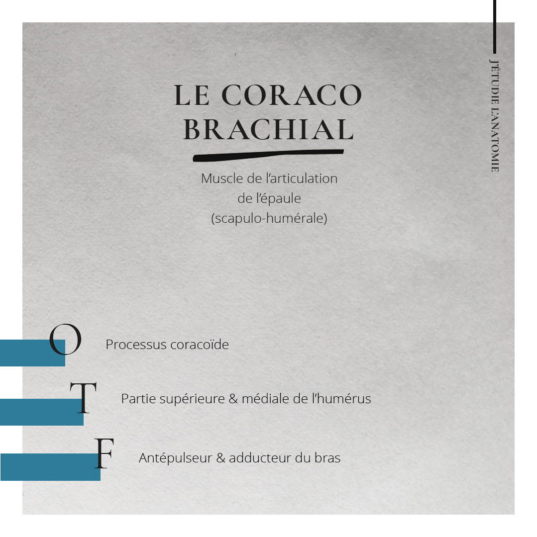 Le coraco-brachial - the expression