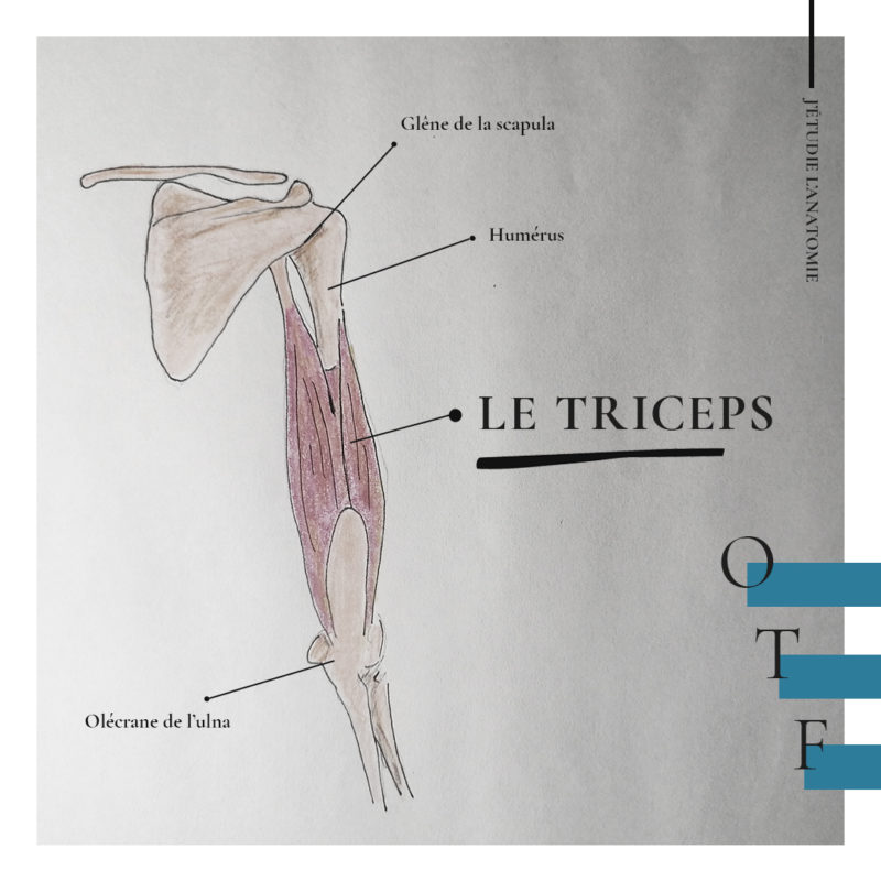 Le triceps