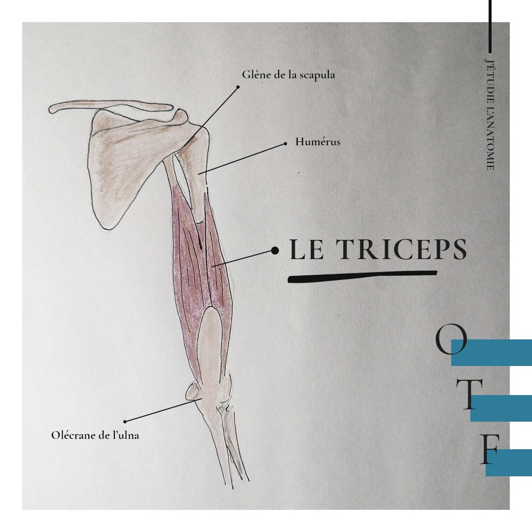 Le triceps - the expression