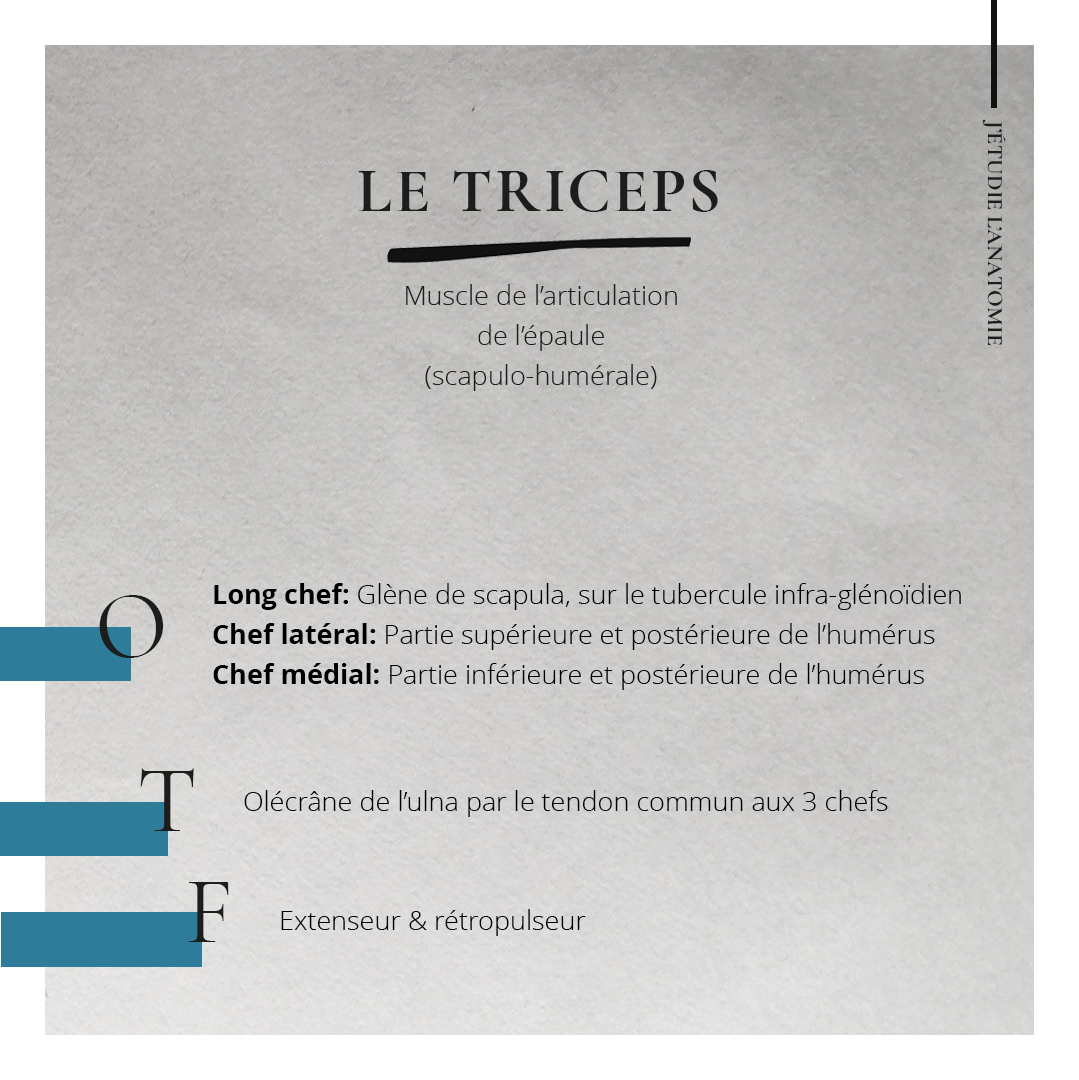 Le triceps - the expression