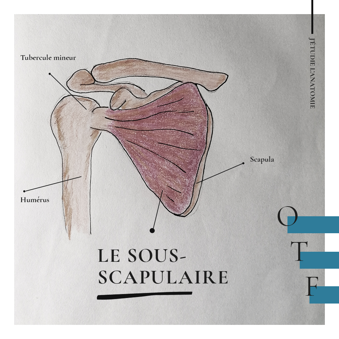 Le sous-scapulaire - the expression