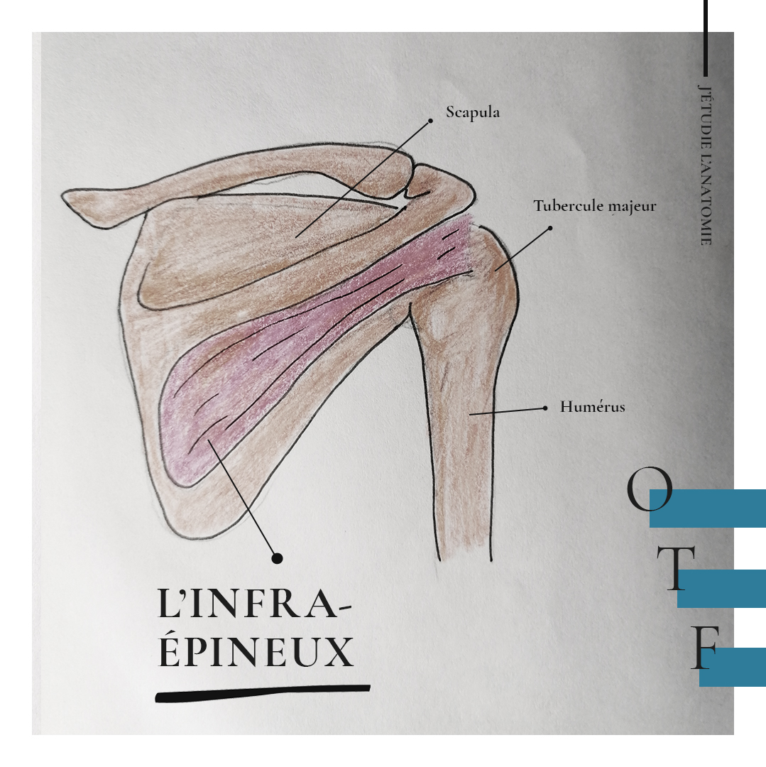 L'infra-épineux - the expression