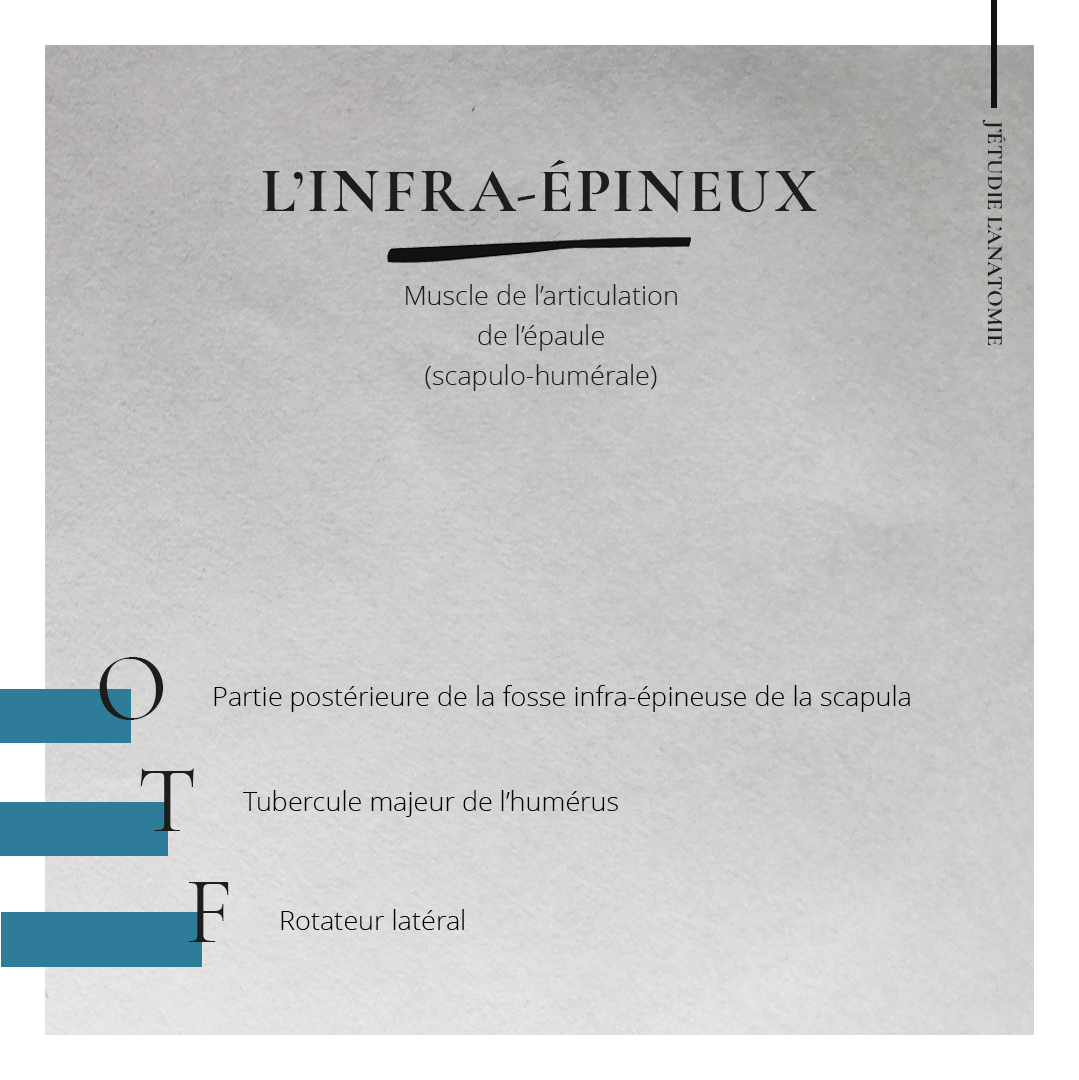 L'infra-épineux - the expression