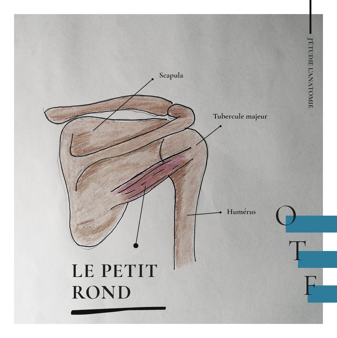 Le petit rond - the expression Le petit rond - the expression