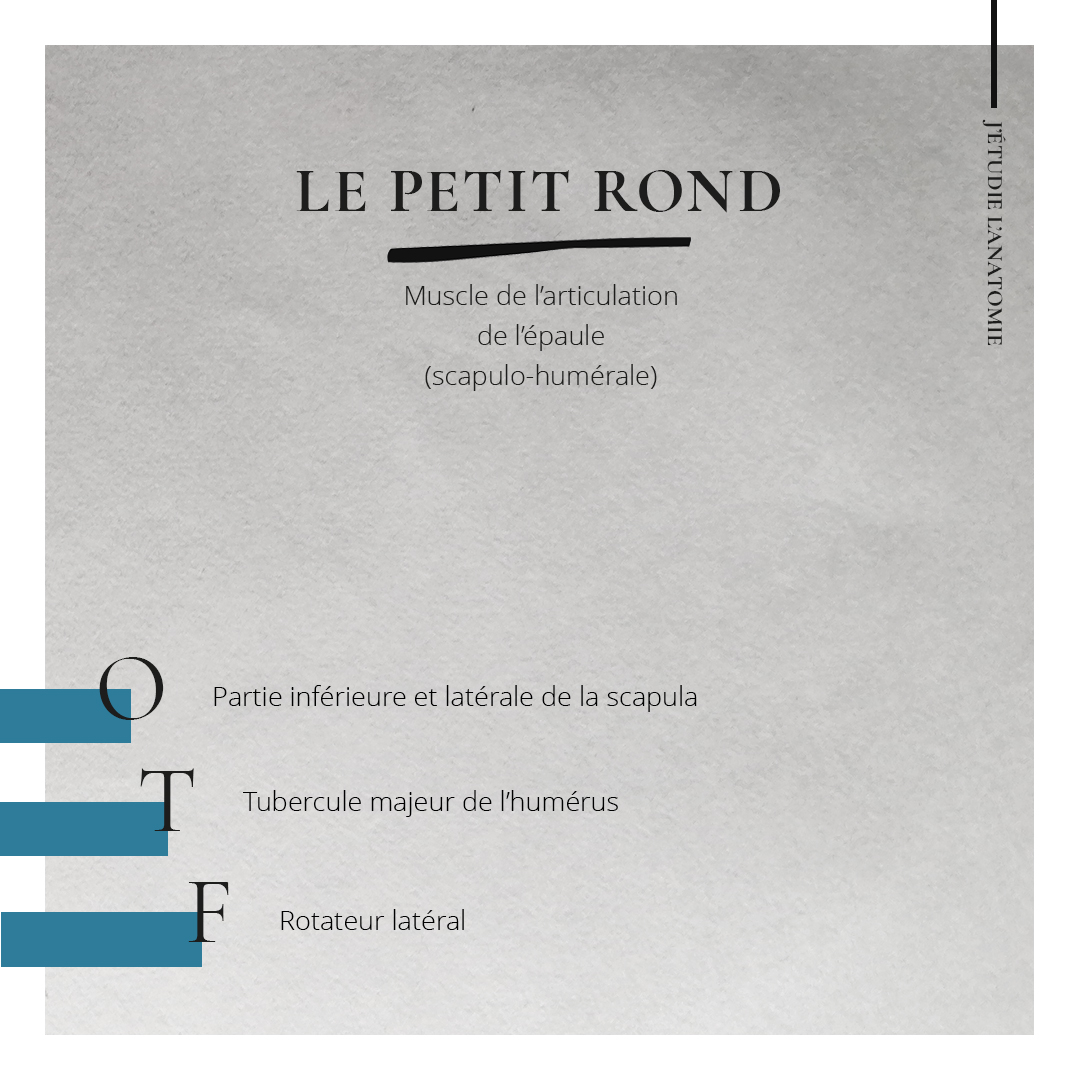 Le petit rond - the expression Le petit rond - the expression