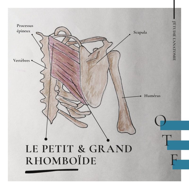 Le petit & grand rhomboïde