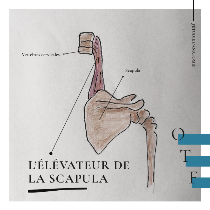 L’élévateur de la scapula