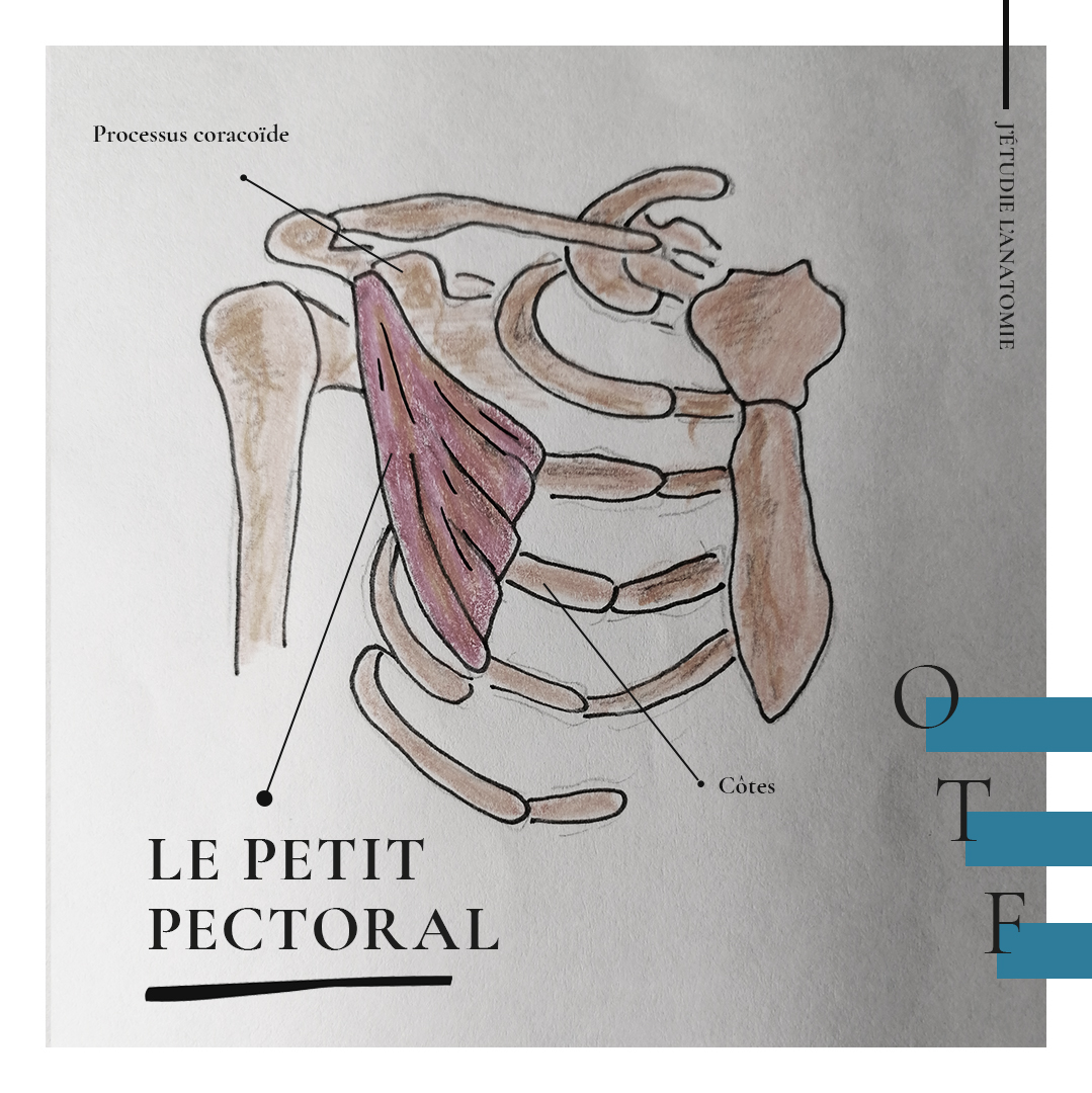 Le petit pectoral - the expression